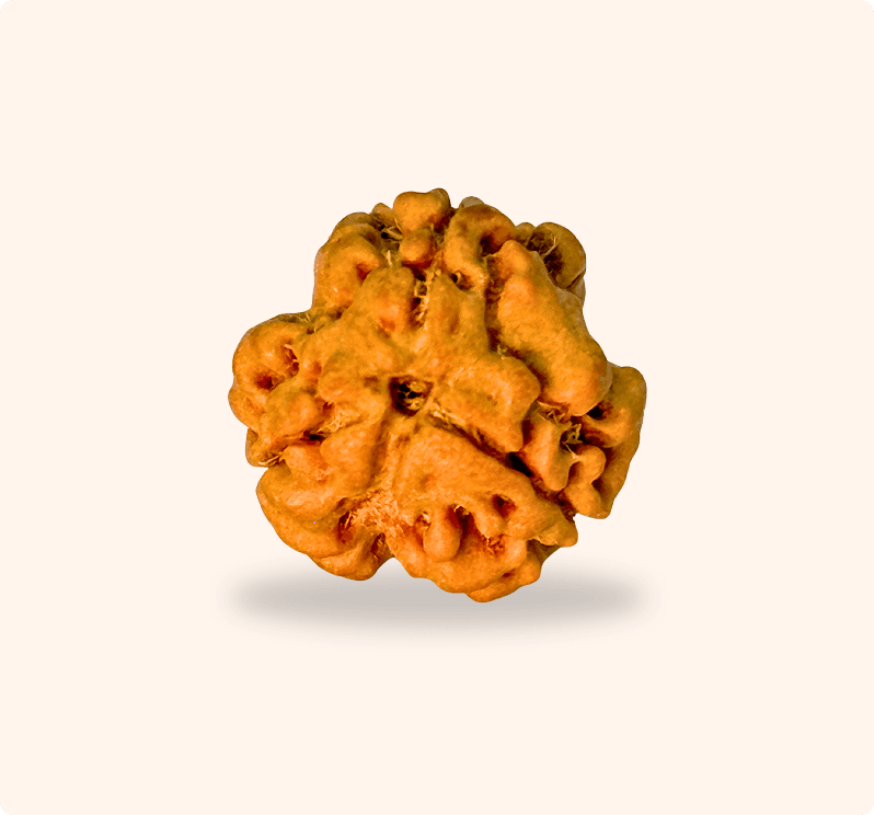 3 Mukhi