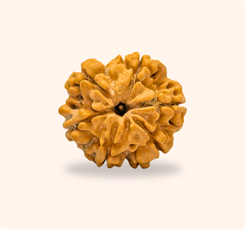 6 Mukhi