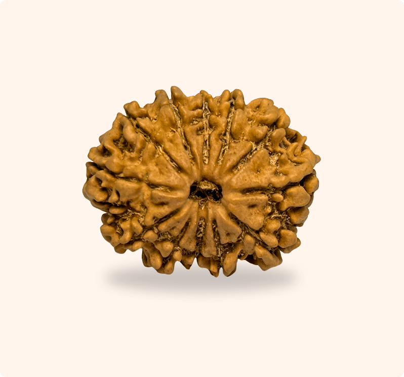 12 Mukhi