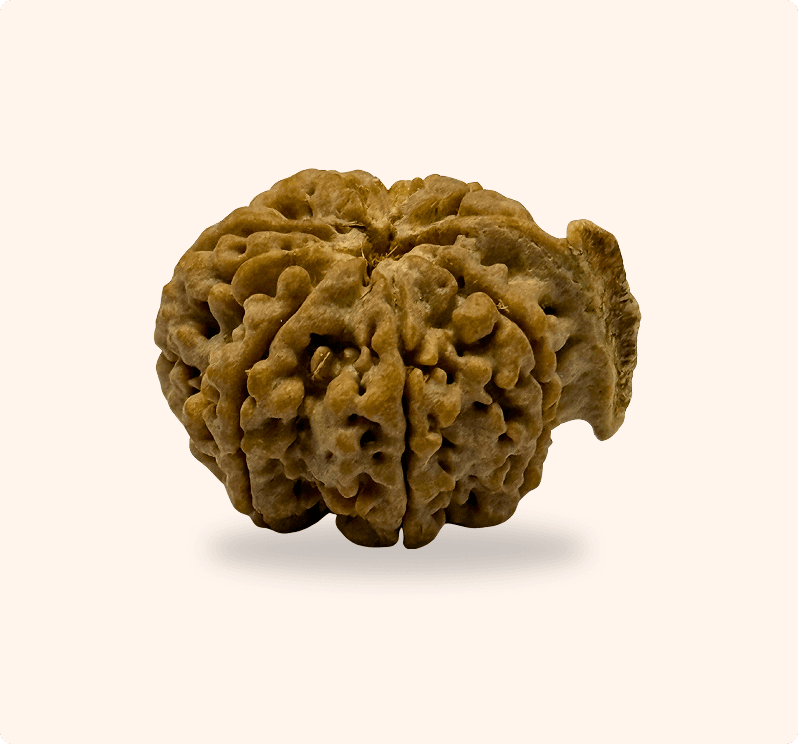 Ganesh Rudraksha