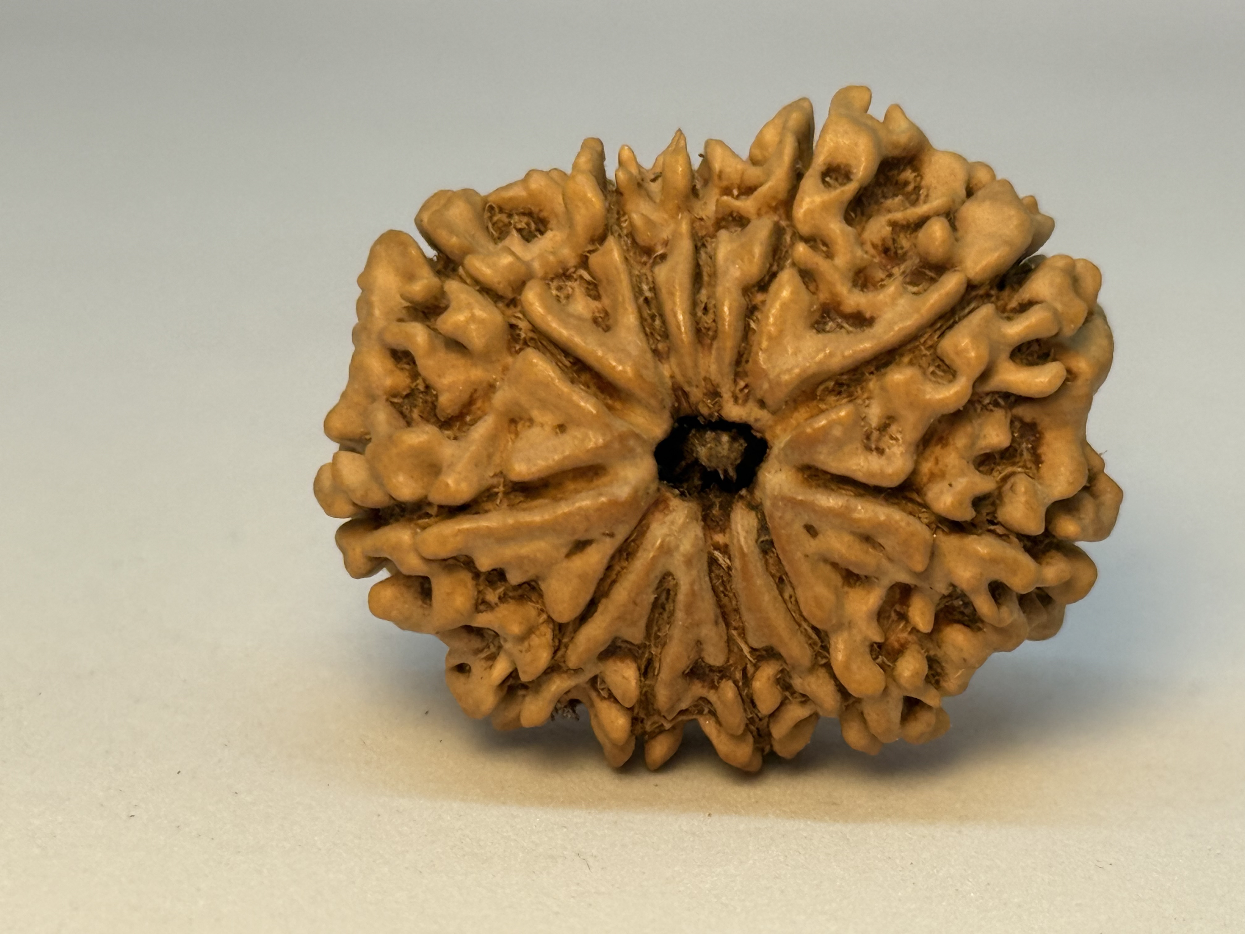 11 Mukhi (Collector)