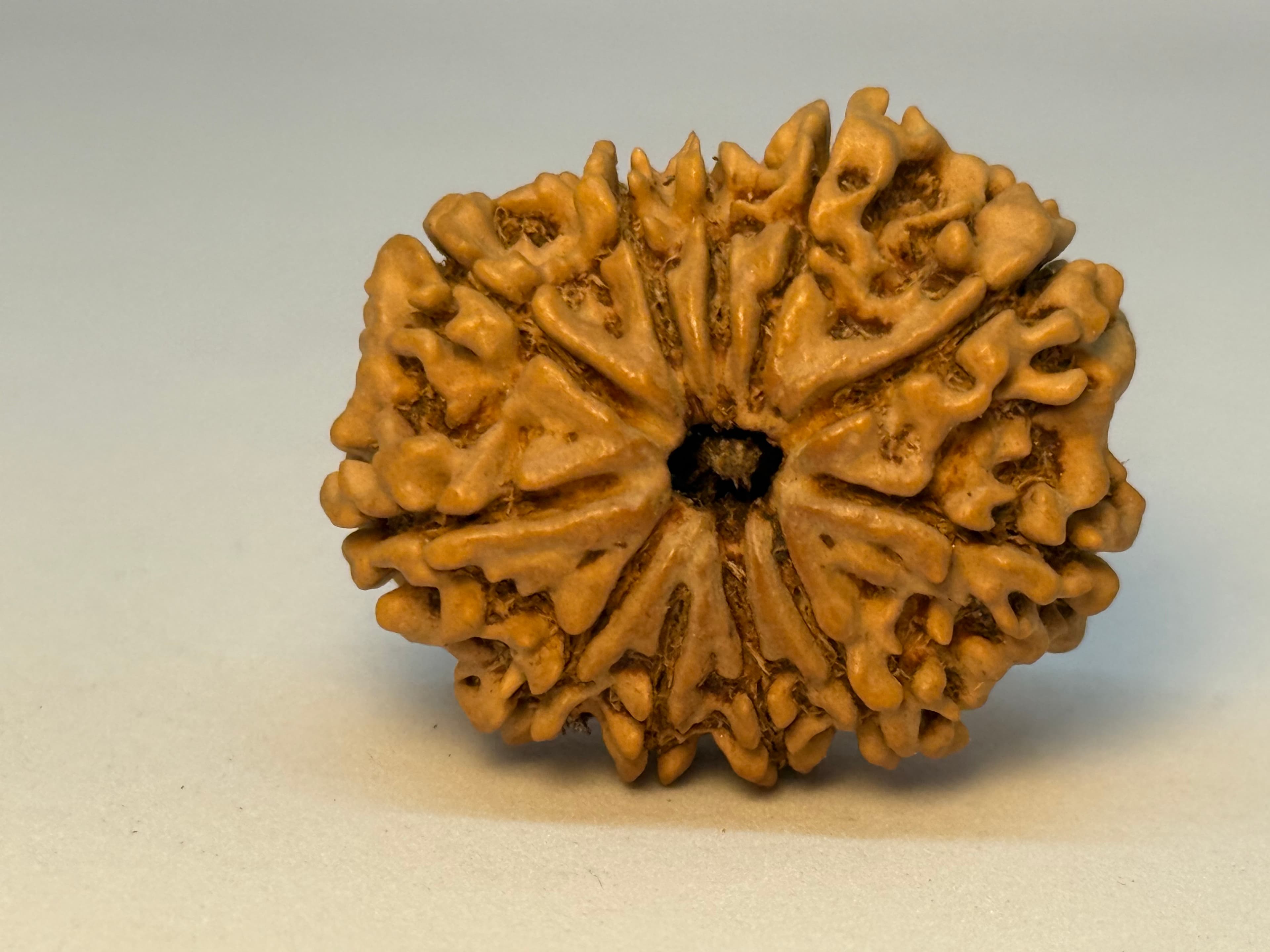 11 Mukhi (Super Collector)