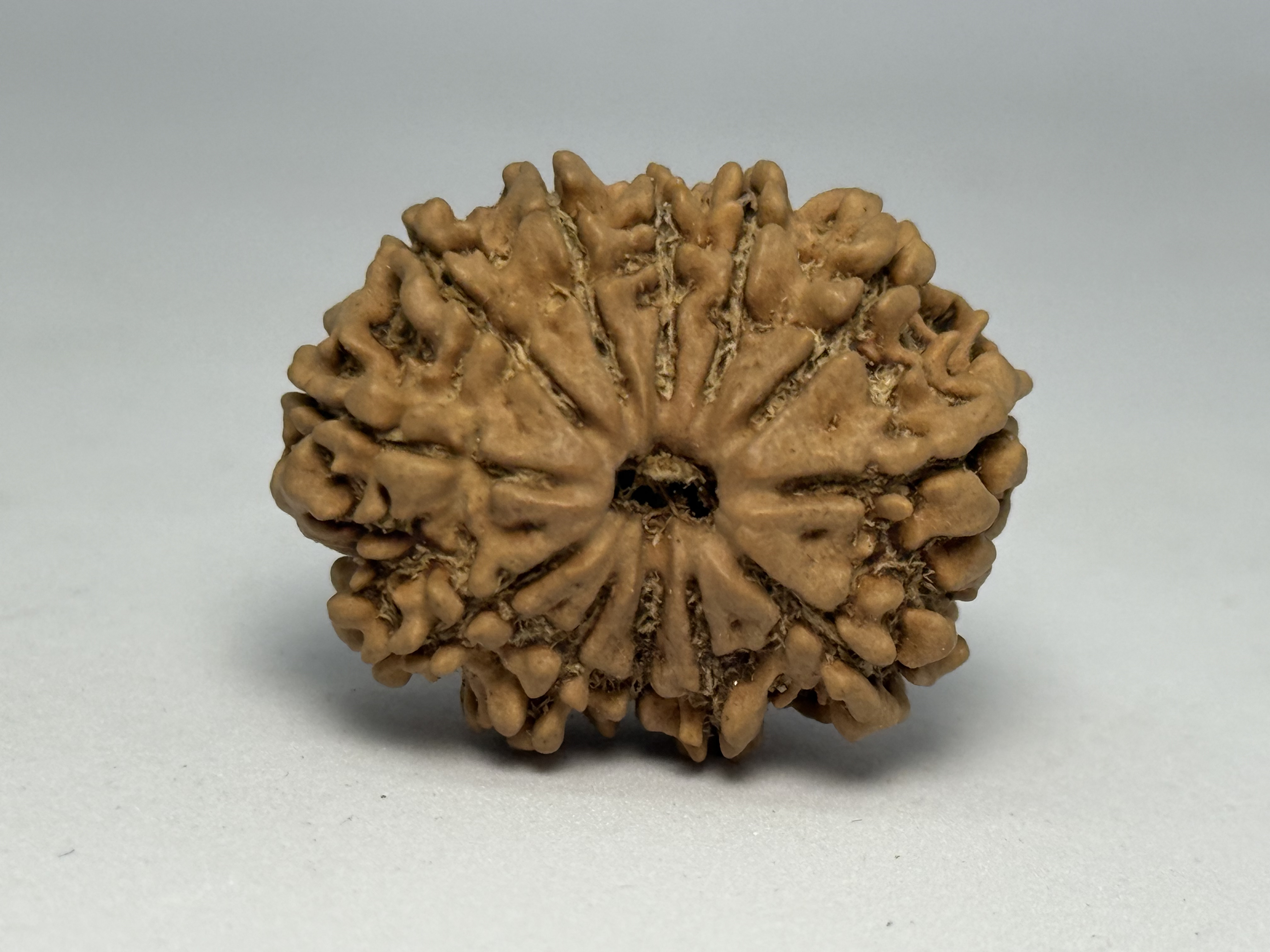 12 Mukhi (Collector)