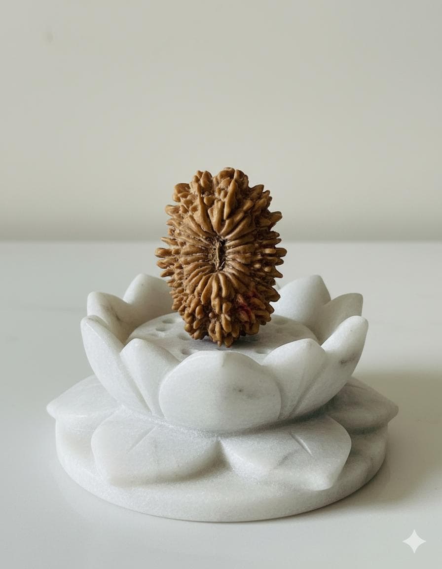 21 Mukhi (Collector)