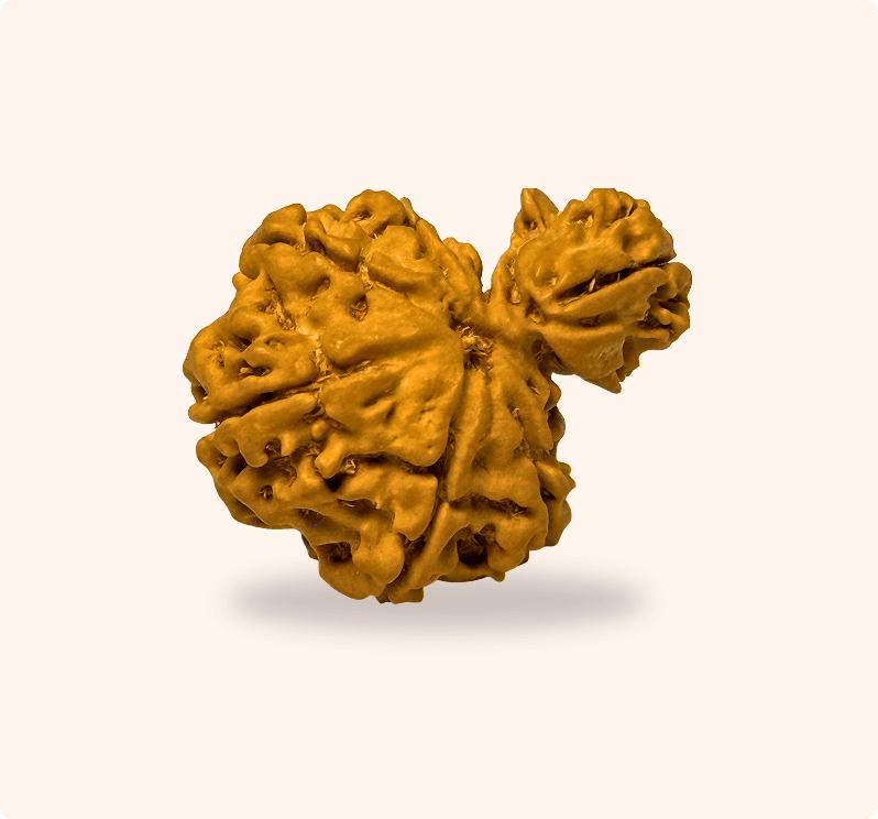 1 Mukhi (Medium)