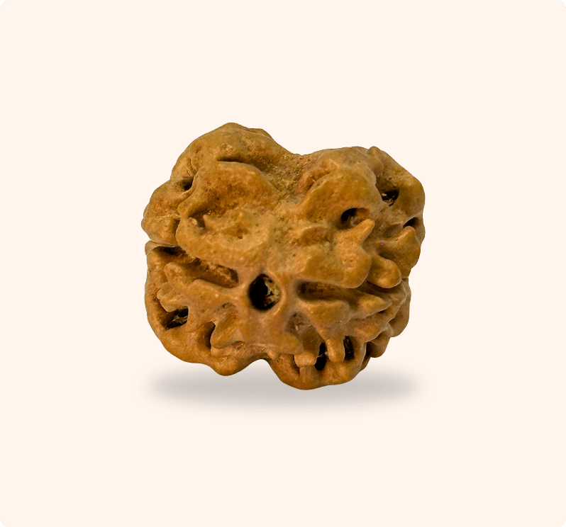 2 Mukhi (Medium)