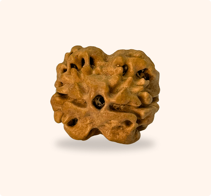 2 Mukhi (Super Collector)