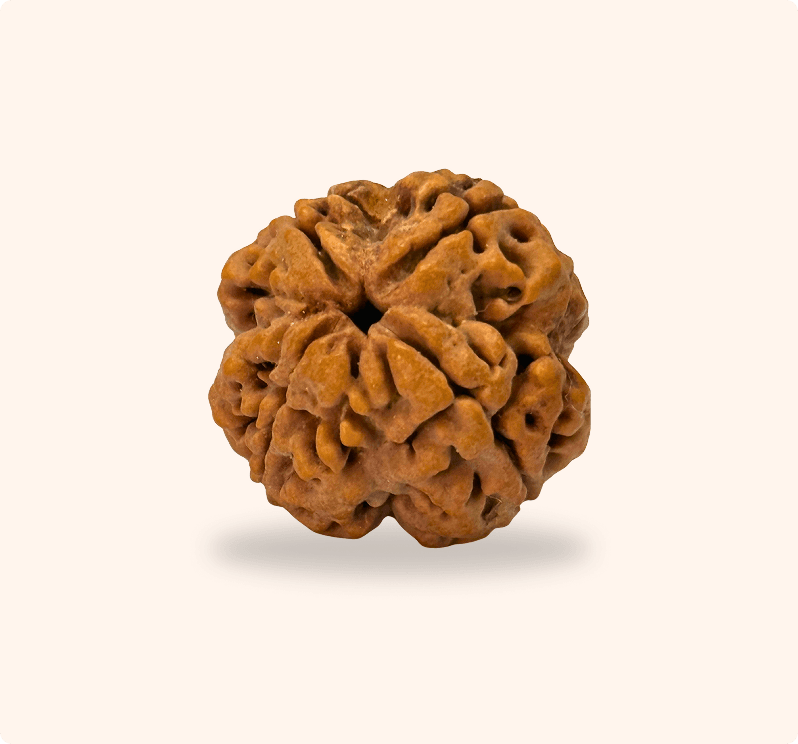 4 Mukhi (Collector)
