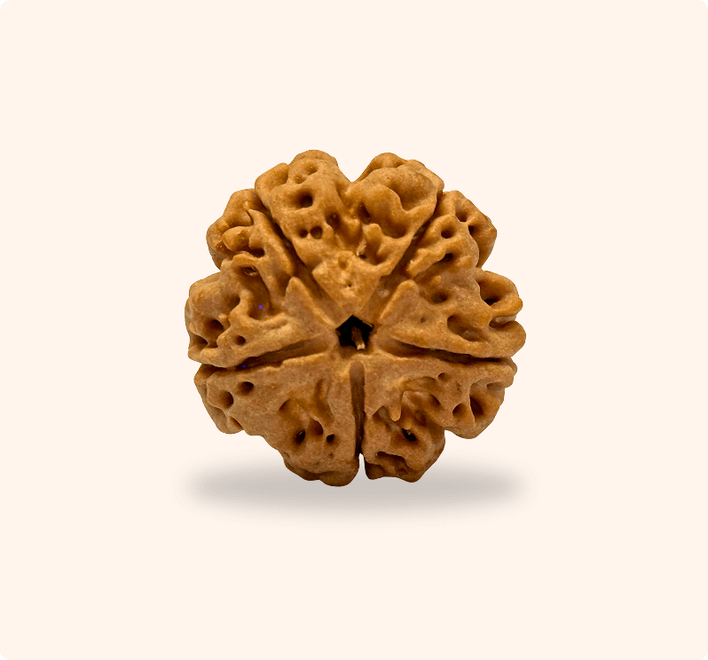 5 Mukhi (Medium)