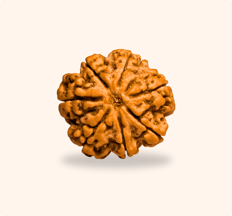 7 Mukhi (Collector)