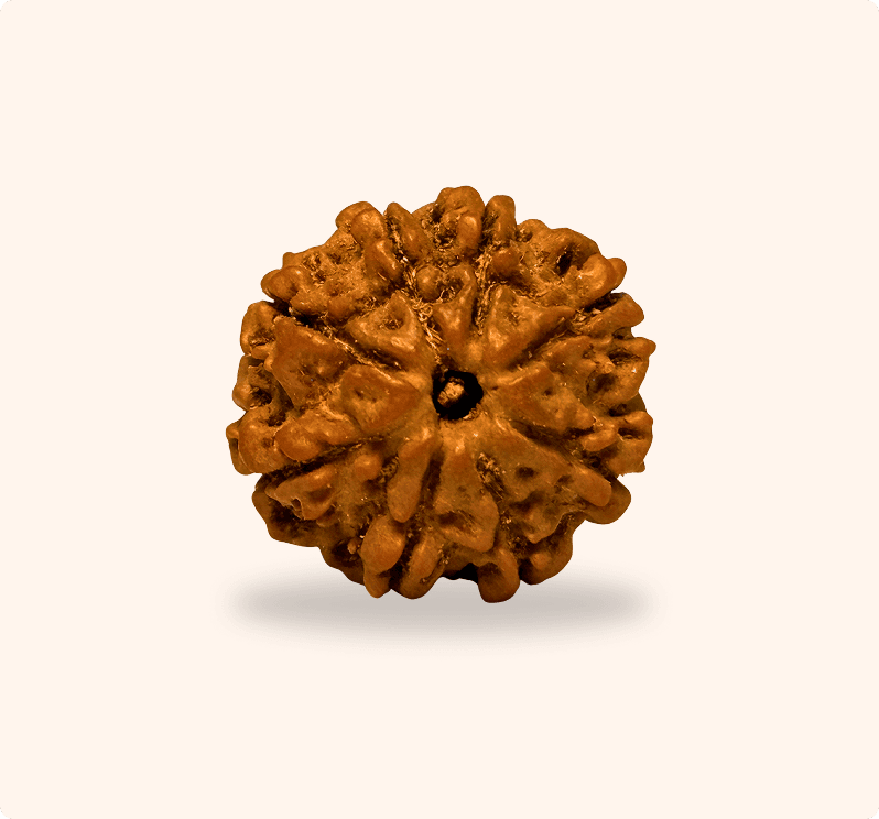 8 Mukhi (Regular)