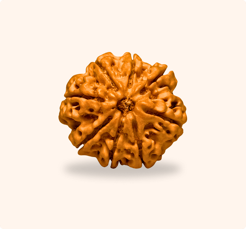 8 Mukhi (Collector)