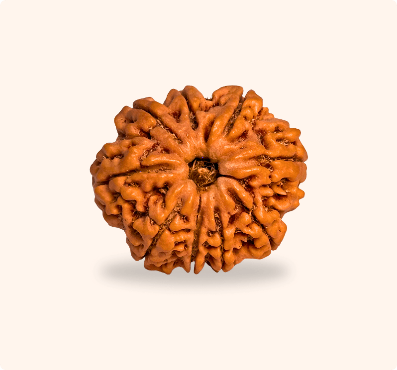 9 Mukhi (Super Collector)