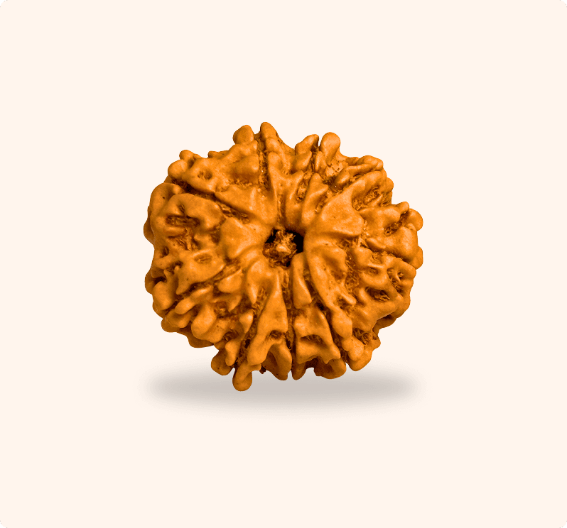 9 Mukhi (Medium)