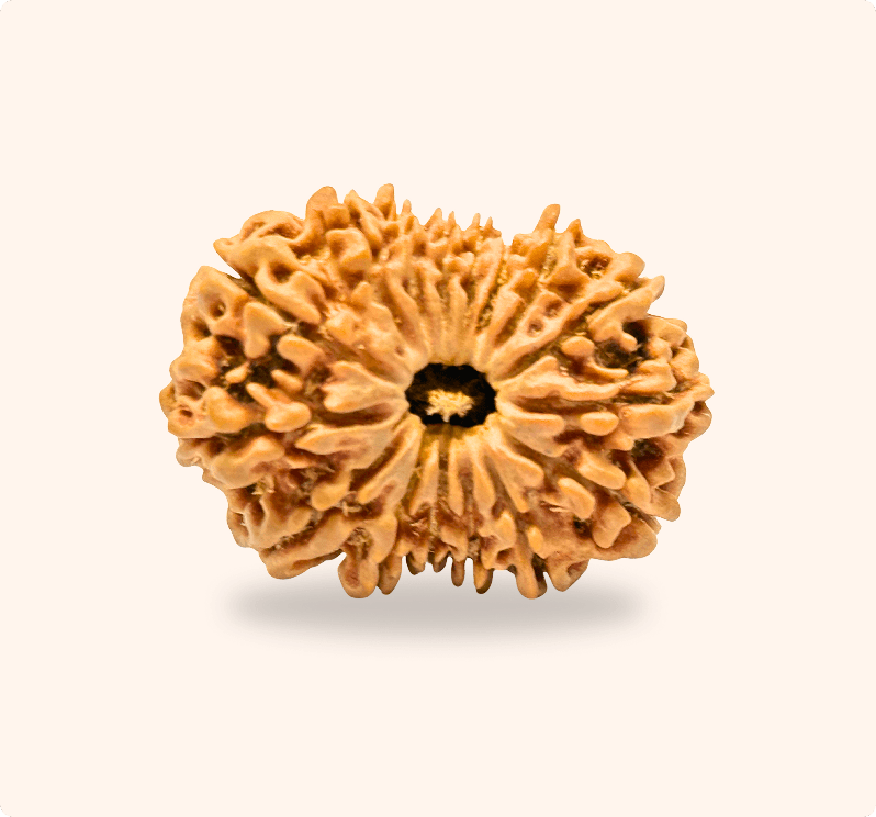 16 Mukhi (Super Collector)