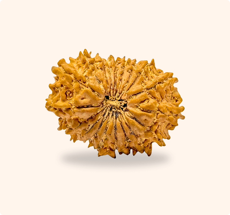 19 Mukhi (Collector)