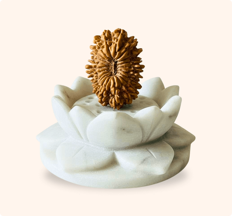 21 Mukhi (Super Collector)