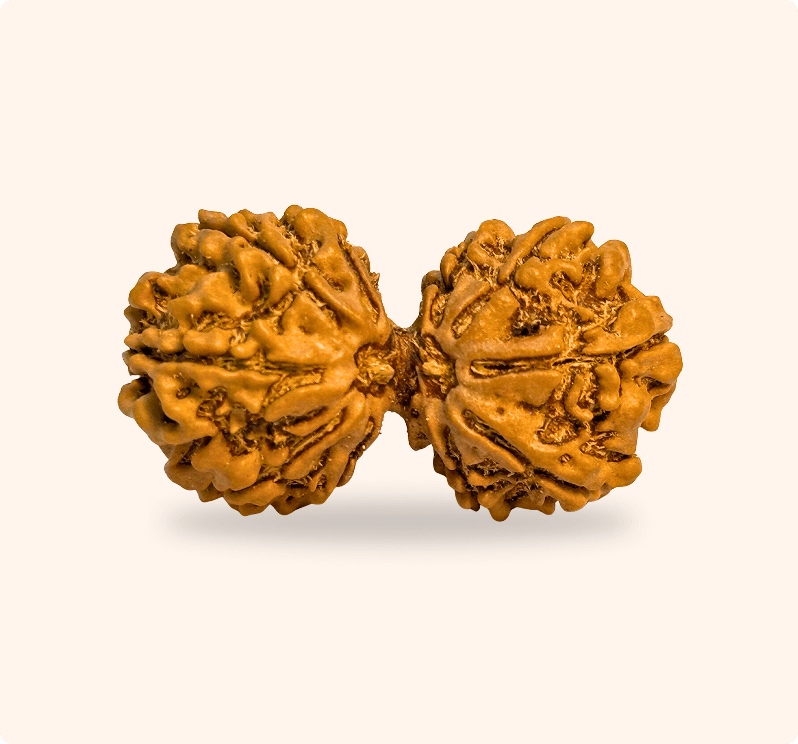 Gaurishankar Rudraksha
