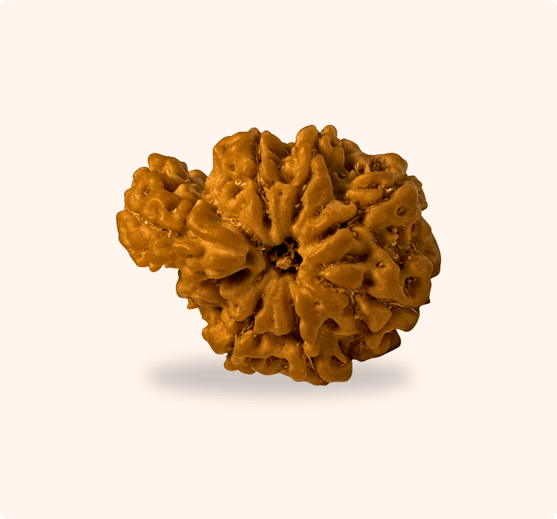 1 Mukhi (Super Collector)