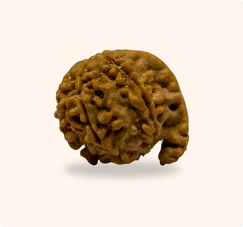 Ganesh Rudraksha (Regular)